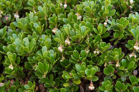 blackjack plant|low growing ground cover shrubs.